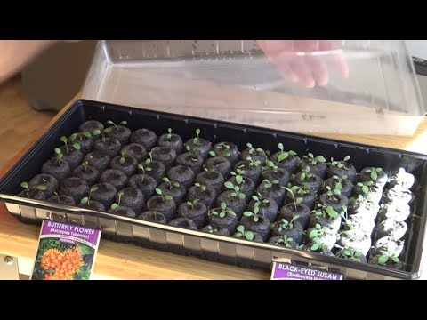 Video: We Grow Seedlings In Peat Tablets