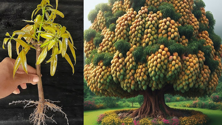Unique Technique : For Grafting Mango Tree Cutting Faster With Aloe Vera
