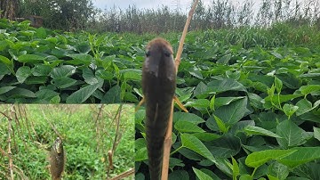 Cắm câu săn cá lóc bãi rau muống bờ hồ | lên cá Lóc cá Rô Đồng | Câu Cá Giải Trí