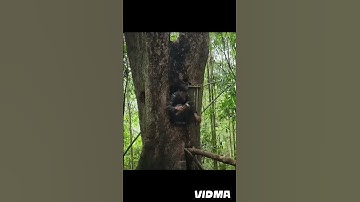 Make smelter on dry trees #youtube #sorts #ytshorts #treehouse #bujtd