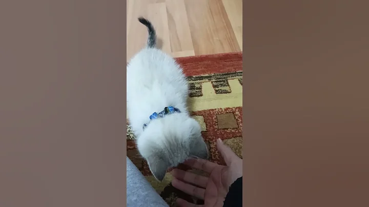 Video 3812531: cats kitten funny catlover, cats catlover kitten cute, cat kitten purring, happy cat purring