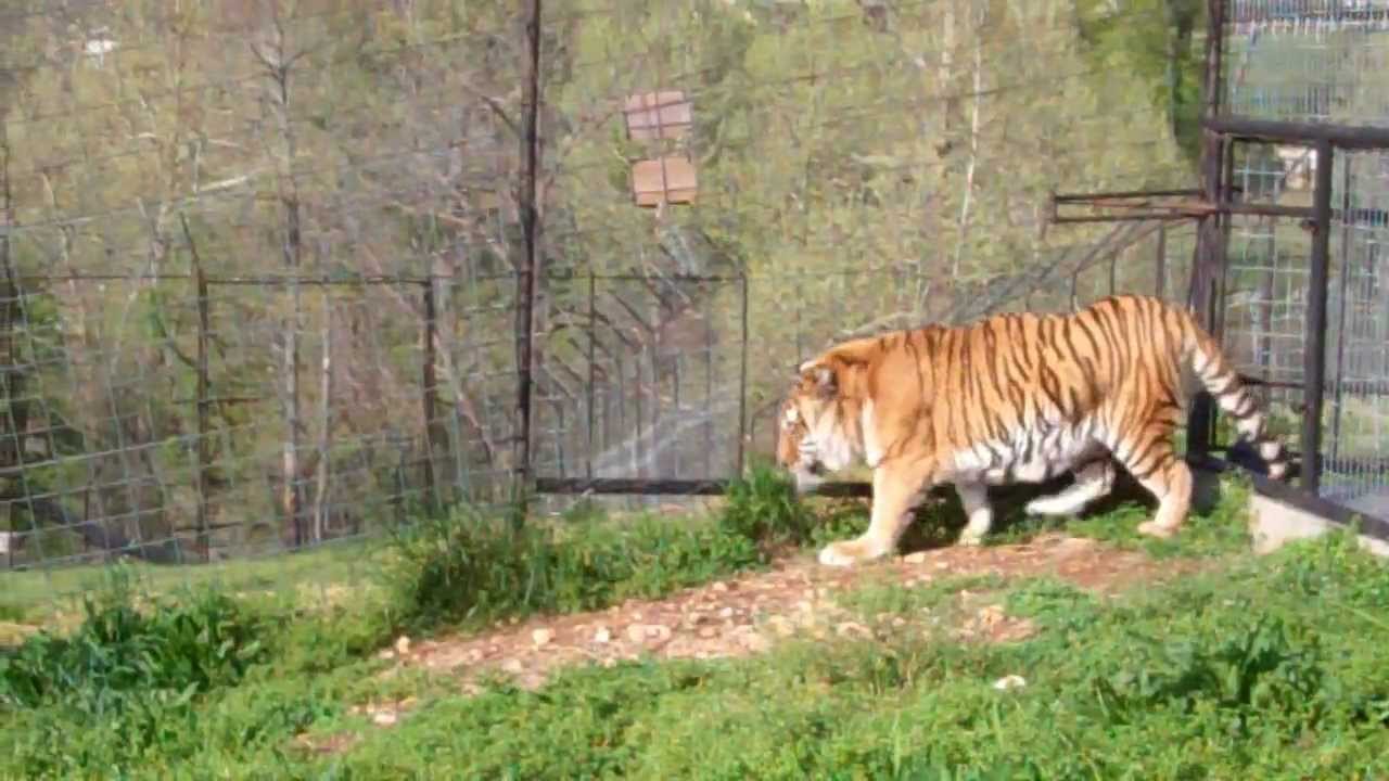 rescue rangers Go Fly A Kite and Sierra is Cat of the Week!