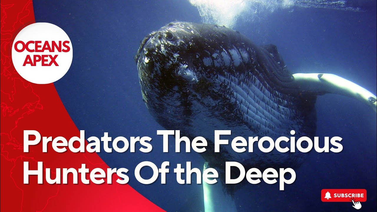 Ocean's Apex Predators: The Ferocious Hunters of the Deep - YouTube