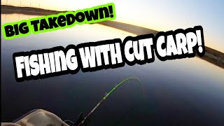 Catfishing Using Cut-Carp With BIG TAKEDOWN!