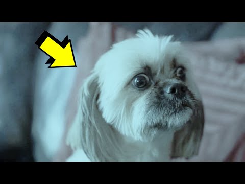 Video: ¿Pueden los perros sentir fantasmas, espíritus o alucinaciones?
