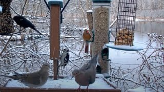 Early Birds Bring Diversity And Color To Snowy Cornell Feeders – Dec. 7, 2023