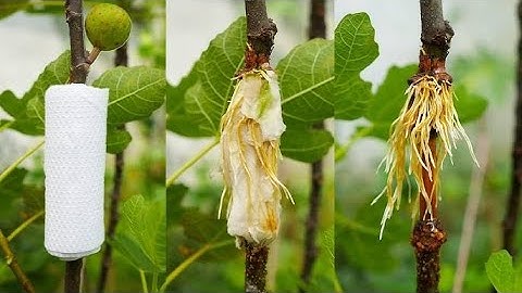 ,,How to air layer a fig tree ,,