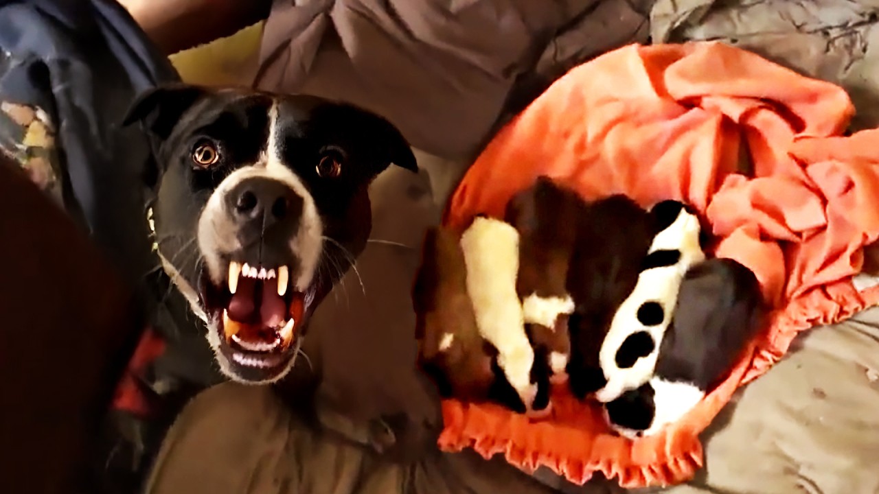 Fierce Mama Dog Hiding Her Days Old Puppies in Destroyed House in Detroit