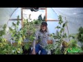 Small Green House Tour with Jorge Cervantes