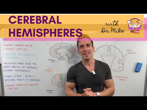 Cerebral Hemispheres