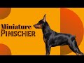 All About Miniature Pinscher | Miniature Pinscher | Dogs Junction. の動画、YouTube動画。