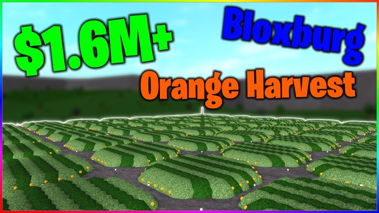  1 6M BLOXBURG ORANGE FARM  HARVEST Bloxburg  OP Orange  
