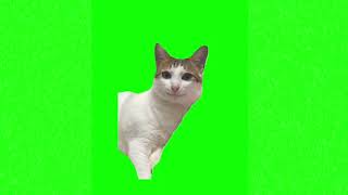 Cat glazing eyes meme green screen