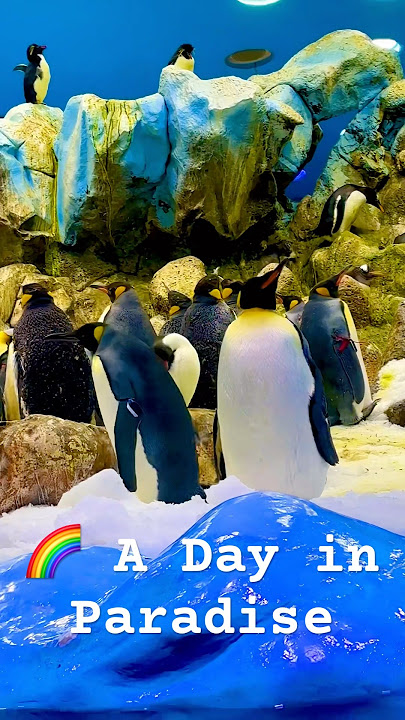 Exploring one of the world’s zoos in Tenerife! 🌍💚🐬🐧#shorts #viral #travelworld