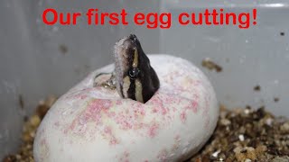 Egg cutting time! Our first ever Clutch of eggs! Net Worth