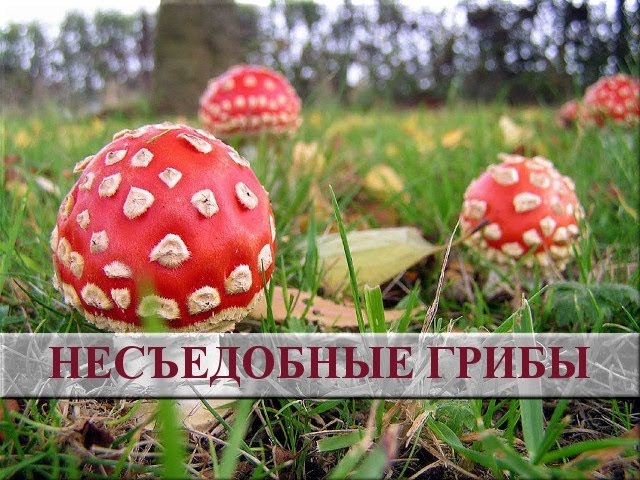 Несъедобные Грибы Фото И Название