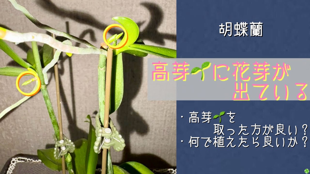 January 20, 2025 Phalaenopsis orchid: Flower buds are appearing on