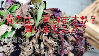【アジュガ】植物救済シリーズ第二弾