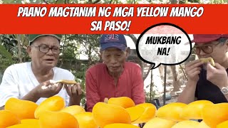 PAANO MAGTANIM NG SWEET YELLOW MANGOES SA PASO