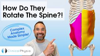 External vs Internal Oblique | Spinal Rotation Anatomy Explained