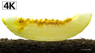 4K Timelapse Honeydew Melon