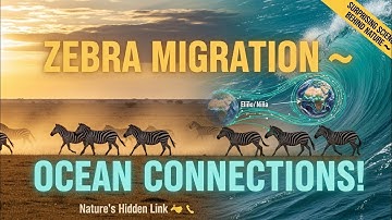 How Oceanic Events Shape Zebra Migration: Surprising Connections!