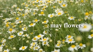 May Flowers  [cinematic] by Naomi 677 views 6 years ago 1 minute, 49 seconds