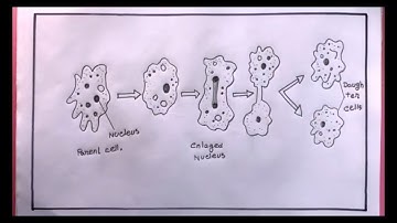 How To Draw Binary Fission Of Amoeba