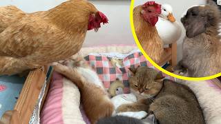 Kitty Adopted Two Baby Rabbits, And Her Husband Became A Super Dad To Help Her Take Care Of Them.