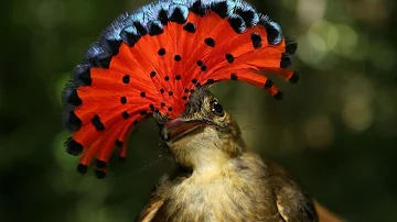 Amazing Amazonian Royal Flycatcher Facts