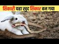 शिकारी खुद शिकार बन गया | Snake hunting by their prey