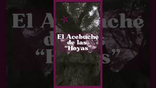 "Descubre el Acebuche Milenario de Cazorla: El Olivo que Cambiará tu Visión del Aceite de Oliva"