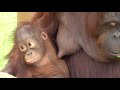 Baby Orangutan LOKI 09 - 10 Months Old