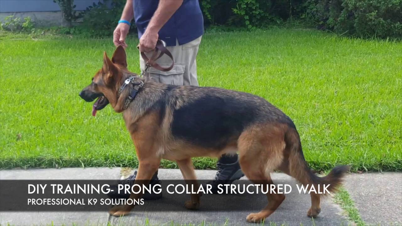 DIY Dog Training: Structured Walk w/ prong collar - YouTube
