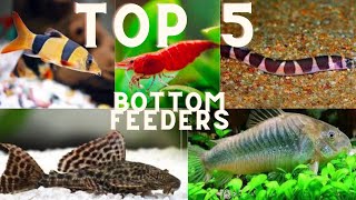 Top 5 - Bottom Feeders!!