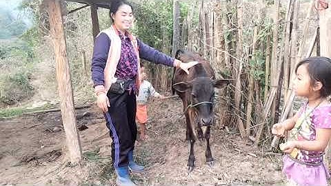 Nrhiav tau kuv tus nyuj lawm mas kuv zoo siab tiag tiag li os 17/3/2023