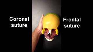 Anatomy of the Skull (Part 1)