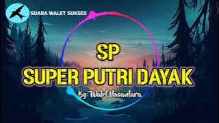 🔴SUARA PANGGIL WALET SP SUPER PUTRI DAYAK ORIGINAL‼️ By: Walet Nusantara, Suara Panggil Walet Sukses