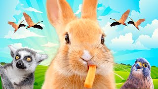 Cute Little Animals - Horse, Dog, Lama, Tiger, Buffalo, Turtle - Animal Sounds