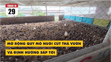 MỞ RỘNG QUY MÔ NUÔI CÚT THẢ VƯỜN VÀ ĐỊNH HƯỚNG SẮP TỚI | HOA MẶT TRỜI FARM