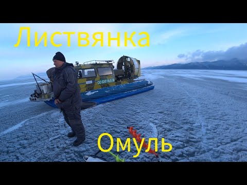 Листвянка омуль.