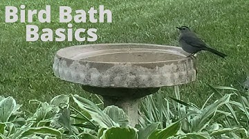 How to Choose, Clean, and Care for Bird Baths| Create a Bird Oasis