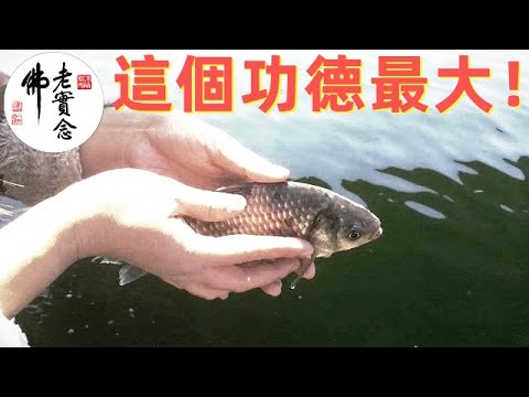 淨空法師：這個功德最大！