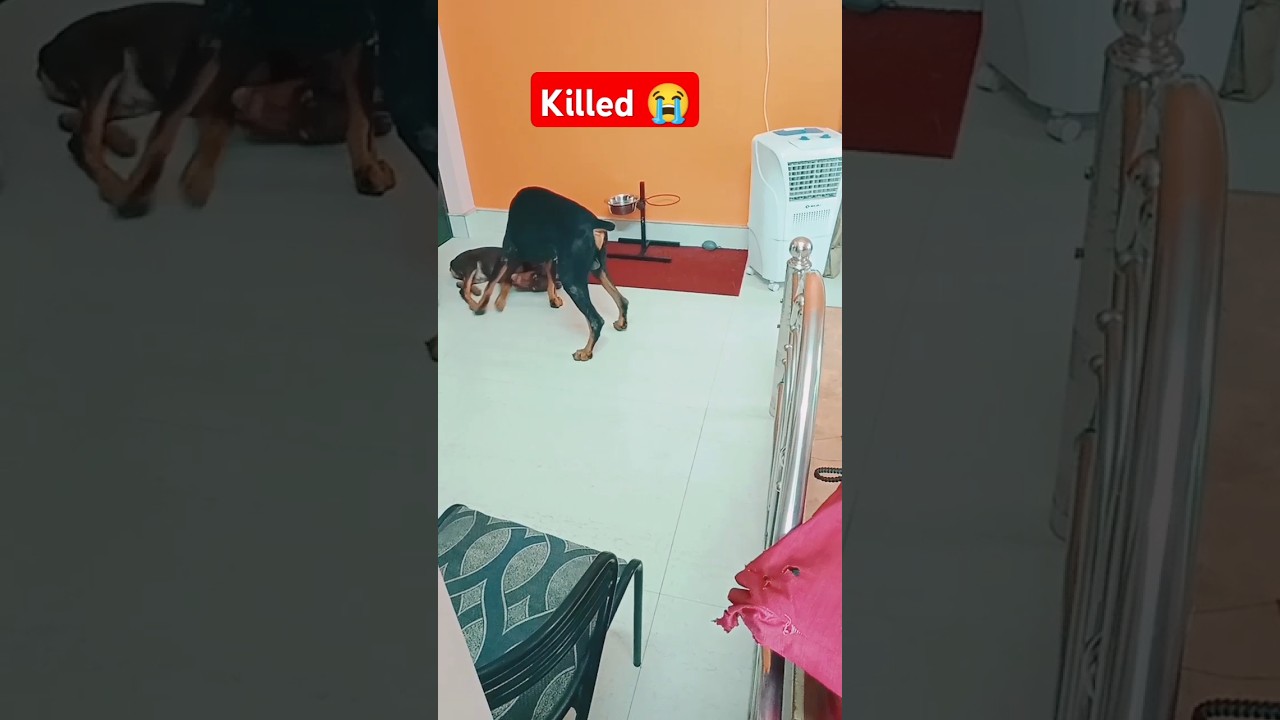 Train dog killed others 😭 Dogs is Dengerous 