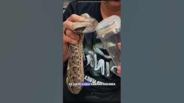 Gaboon viper #science #sciencefacts