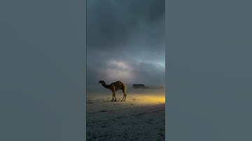 سورة الزمر الشيخ أحمد طالب 🤍 #قران_كريم