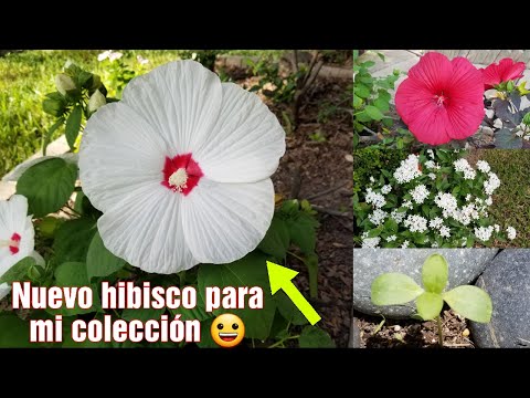 Vídeo: Aukuba é Japonês. Cuidado, Cultivo, Reprodução. Decídua Decorativa. Plantas De Casa. Flores. Uma Foto