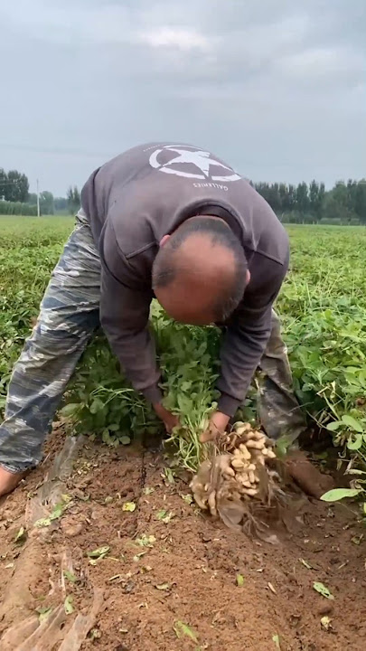 RT 4040441624 mini rotary tillage and ridging all-in one tree 🌲 short view