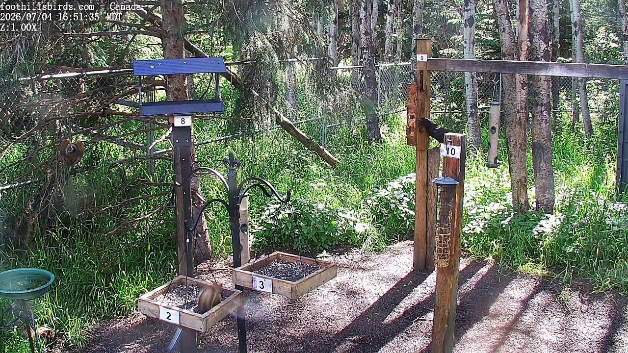 2025-07-04 - Foothills Birds - PTZ Live Stream Bird Feeder Cam  [65+ Species]