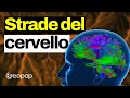 Come comunica il cervello: il viaggio dentro la rete dei neuroni